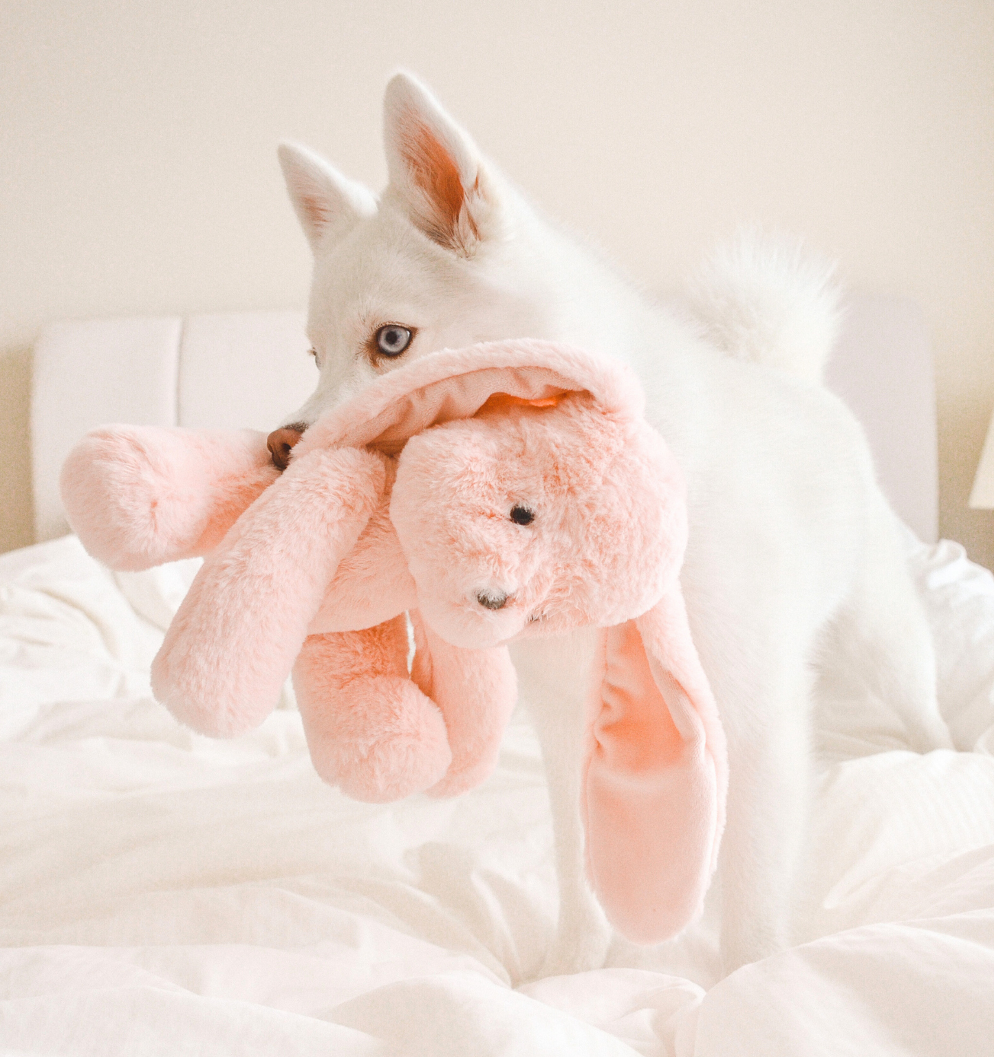 The Classiest of Canine Toys: Investing in a Plush Plaything