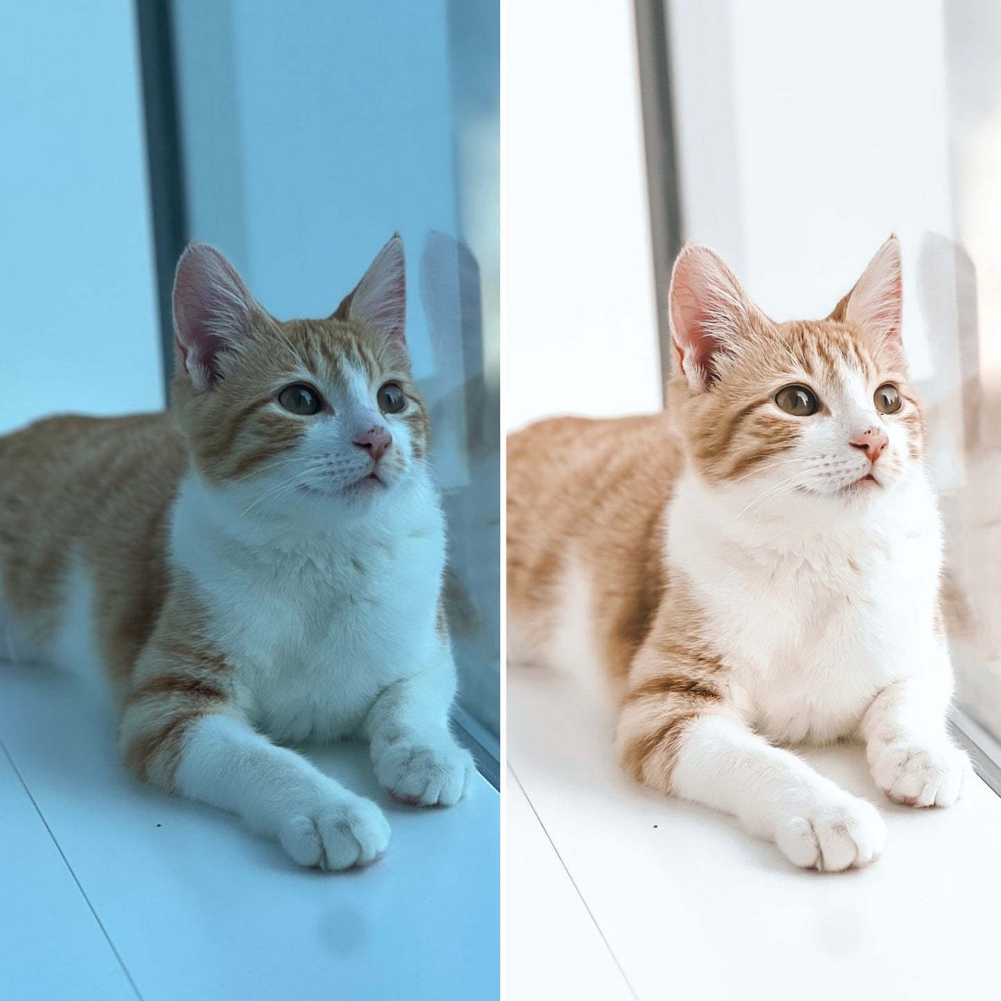 Dreamy Presets - Fur Elise Pets
